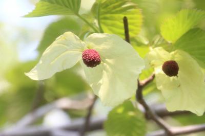 ハンカチノキを求めて久しぶりの智光山公園へ～2013年GW前半３日目の花散策