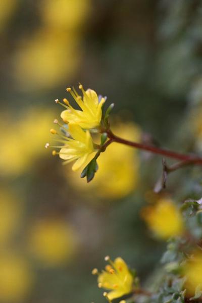 小さな旅●茶臼山周辺野草散策 キバナハナネコノメ・ザゼンソウ