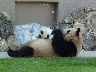2013.こっちゃん11歳のお誕生日は和歌山!!~初☆アドベンチャーワールド ①~