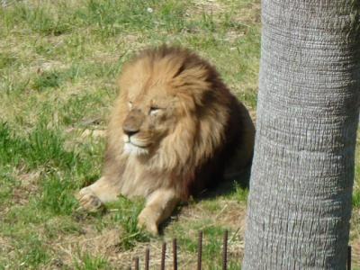 2013.こっちゃん11歳のお誕生日は和歌山!!~初☆アドベンチャーワールド ③~