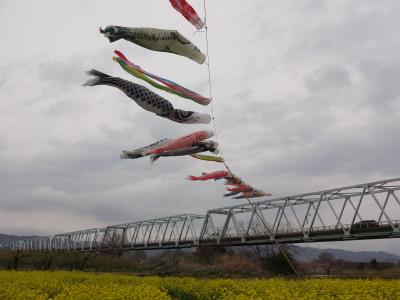 千曲川河川公園の花巡りを楽しむ