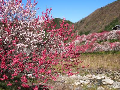 花桃の里を目指して飯田街道を行く。