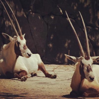 金沢動物園へGO!