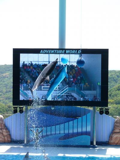 2013.こっちゃん11歳のお誕生日は和歌山!!~初☆アドベンチャーワールド ⑥~