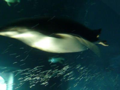 2013.こっちゃん１１歳のお誕生日は和歌山！！～初☆アドベンチャーワールド ⑦～