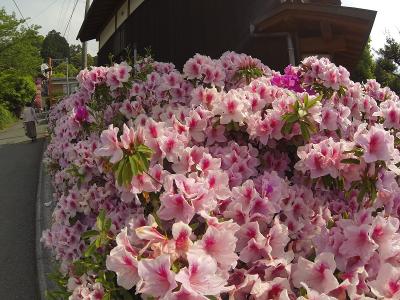 ★ぽかぽか陽気のつつじ寺