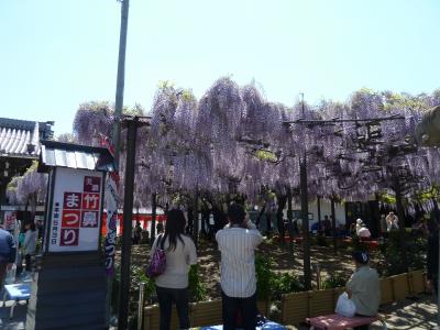 藤の花が満開！　美濃竹鼻まつり　