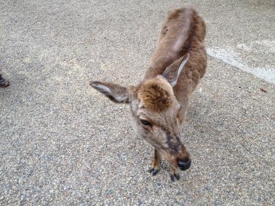 1泊3日 奈良の旅