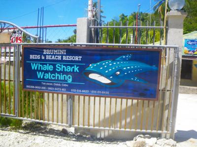 ジンベイザメを見る為、フィリピン　セブへ！