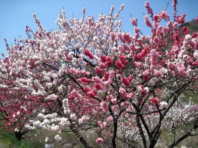 【女子旅】バスツアー：3大花の競演　花桃・水芭蕉と伊那の芝桜