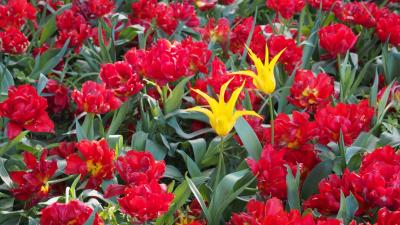 エジプト&amp;トルコ15日間の旅　[10]　4/22（月）