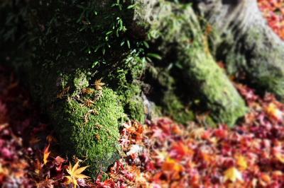 ② 京都ぶらり旅 ^m^ 【嵐山編】