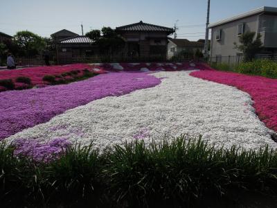 春、花見いろいろ。花紀行in松戸&市川