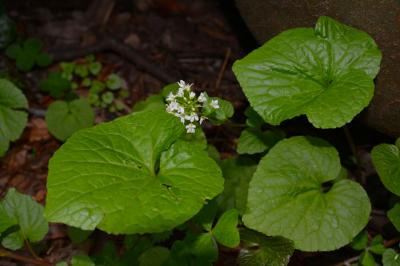 【春の山野草と山菜撮りに】