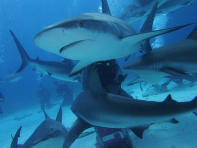 ２０１３　バハマ　シャークダイビングに挑戦！カリブの楽園でサメに囲まれる。