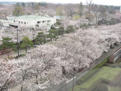 十和田市官庁街通りの桜とflowers*