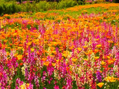 お天気に恵まれたGW -Vol.1 ザ・トレジャー・ガーデンでネモフィラなどのキレイで鮮やかな花々に癒された1日♪