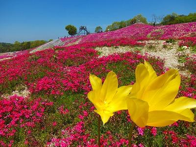 世羅 セラ せら