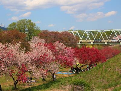 戸隠古道の杜を歩き、栗の町を巡る／G.W. のんびり楽しむ北信濃-1