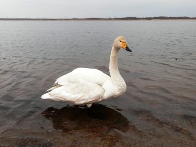 白鳥に　餌をやれない　ウトナイ湖