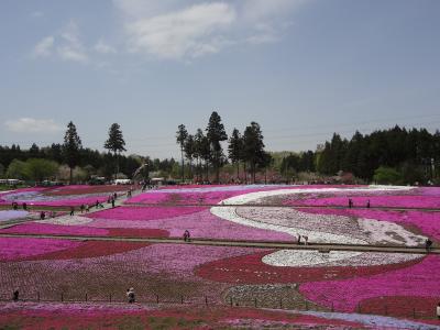 秩父　羊山芝桜日帰りドライブ