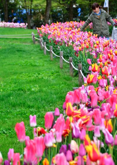 チューリップ帝国