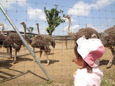 2013年5月：石岡だちょう王国（子供１歳５カ月）