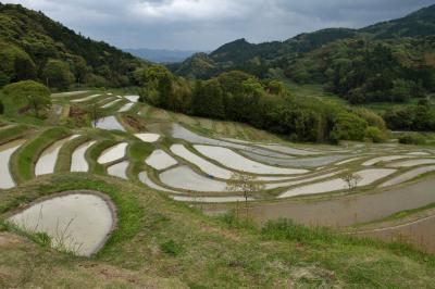 カメラと散歩　春の棚田と茂原牡丹園　①