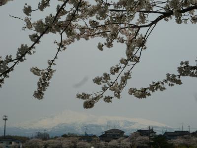 鳥海山と桜