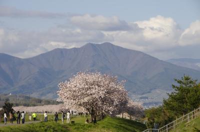 長野県　小布施町　八重桜～花桃～菜の花～鯉のぼり