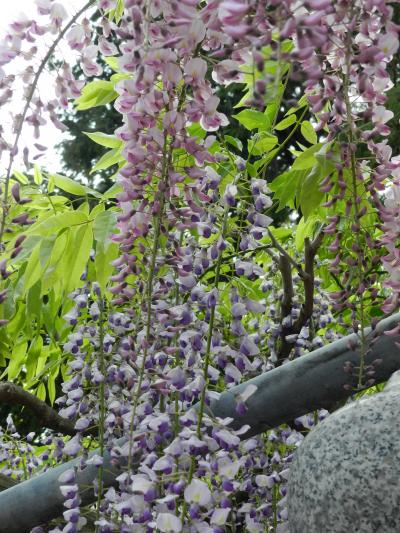 『三大神社』◆2013年ＧＷ最終日は滋賀県草津市で藤三昧！≪前編≫