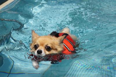 pocoと旅する　ドッグリゾートｗｏｏｆ　&　箱根