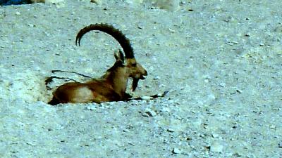 第１部イスラエル周遊旅情第１章イスラエル回遊26三宗教の聖地エルサレムへの道その１鉱泉の湧くエンゲディの鹿