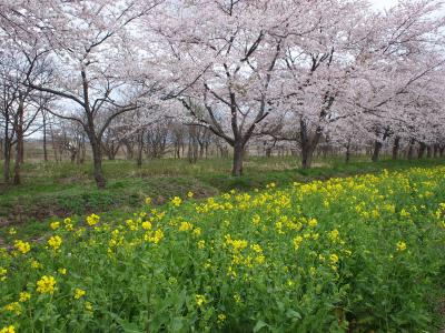 大潟の桜と菜の花ロード＆男鹿温泉　石焼料理の夕食