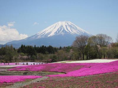 富士芝桜祭り