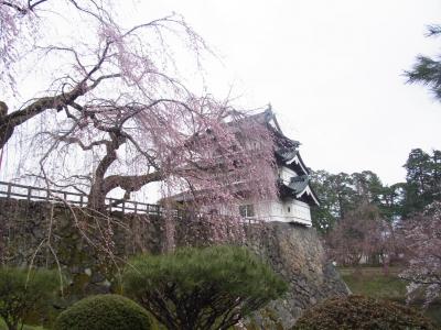 弘前公園　桜見学