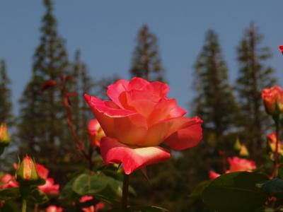 ２０１３　旧古河庭園　春のバラフェスティバル　その前に　上