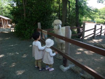 富士山麓に鳴く動物たち【富士旅行記3/3】