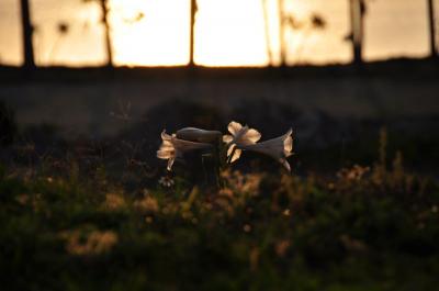 さぁもう夏♪ 海開き。。 青い海に囲まれた子宝と闘牛の島 ”徳之島”