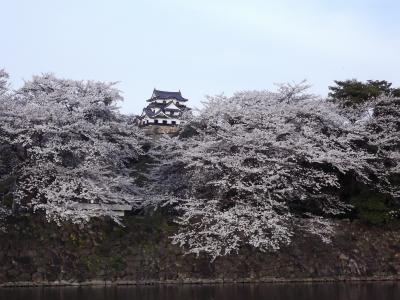 彦根城の桜