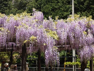 大町藤公園の花