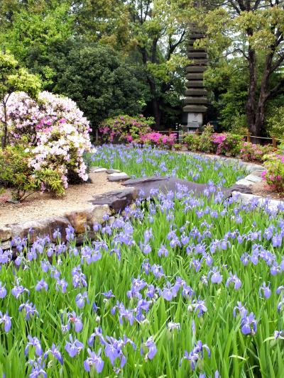 雨に洗われる紫の花・多聞寺のカキツバタ