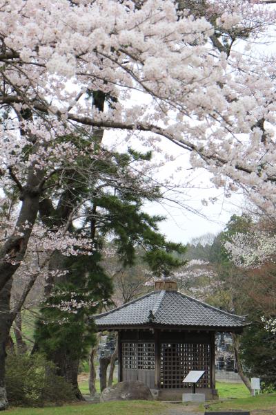 2013。。多賀城祉の桜。。。から。。。利府町加瀬沼へ。。