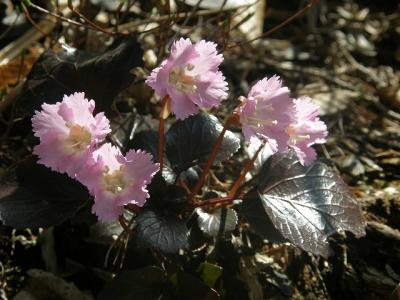 イワウチワの花を求めて白毛門山に・・