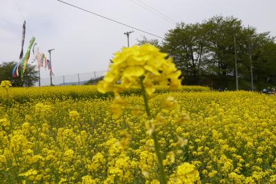 菜の花（飯山）～桜（小布施）お花見