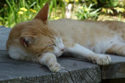 アイラブ仏像めぐり　浄瑠璃寺