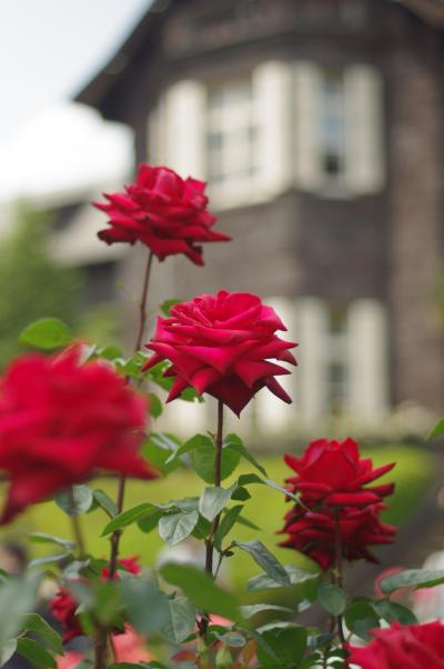 五月は薔薇の香りで優雅に♪（旧古河邸にて）