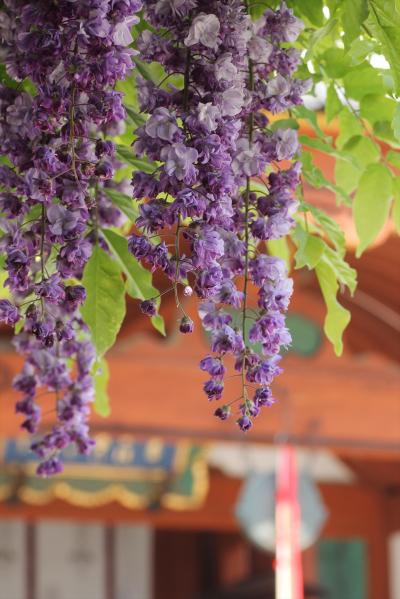 藤が見ごろを迎えた奈良公園&若草山「鹿せんべい飛ばし大会」