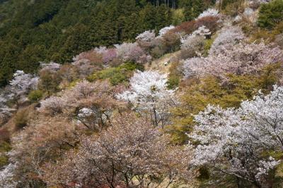 2009年お花見　奈良　吉野山