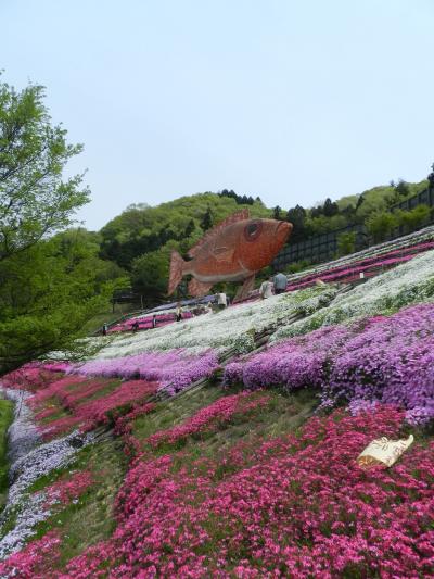 ヤマサ蒲鉾の『芝桜の小径』！？（兵庫県姫路市夢前町）